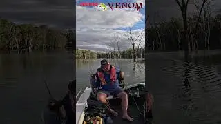 Murray cod On the jump stumper :)  #fishing #stumpjumper #lurefishing #freshwaterfish #murraycod