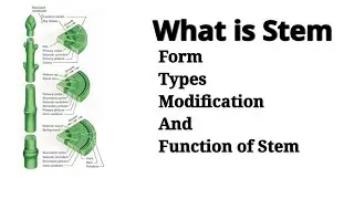 What is Stem | Forms, Types, Modification And Function of Stem | Botany For You