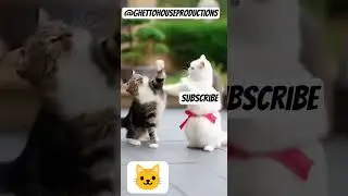 Эти коты Кунг-фу уничтожили бы вашего любимого бойца 💀🐱 #kungfoo #cats #tmz #wshh #ytshorts