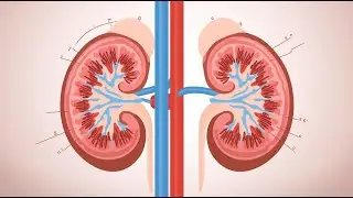 STUDY GUIDE FOR  NEPHROLOGY NURSING 1