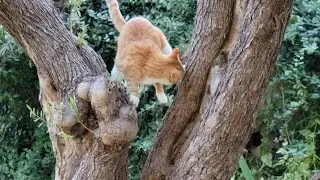 Sunday morning  Pt2, My blind cats having fun😍