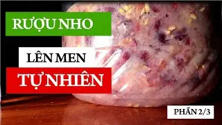 Cách làm Rượu Nho theo phương pháp lên men tại nhà P2