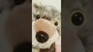 If I broke into your room, what would you do? #wolf #dog #mytoys #coyote #cute #wolfteam #puppy