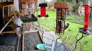 Woodpeckers and a flock of finch's