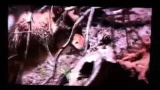 Taylor swift killed by coyotes