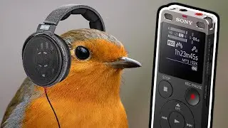 Birds, Butterflies, Deer & Audio | Wildife Photography Vlog