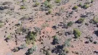 George Halliday Safaris