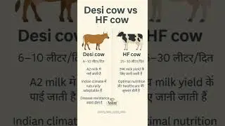 desi cow vs HF cow