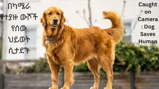 በካሜራ የተያዙ  ውሾች የሰው ህይወት ሲታደጉ/Caught on Camera: Dog Saves Human
