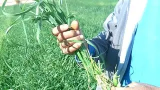 الوادي جديد باريس  درب الاربعين لاي استفسار الاستاذ محمد رجب 01281408084