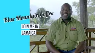 Join me in Jamaica - Blue Mountain Coffee | Sunwing.ca