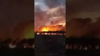 burning sugarcane trees before harvesting ☠️💥 #farming #nature #srilankananimals #factory #travel