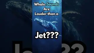 Whale Sounds Are Louder Than A JET?? #shorts #oceanfacts #foryou