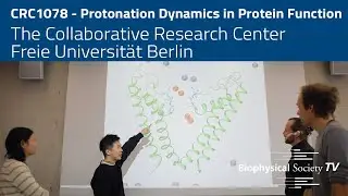 Collaborative Research Center 1078 &ldquo;Protonation Dynamics in Protein Functions&rdquo;