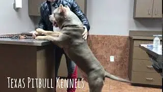 The BIGGEST LILAC TRI MALE ON EARTH !!