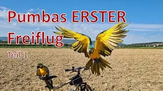 Pumbas erster Freiflug in seinem GANZEN Leben