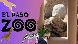 El Paso Zoo | 2024