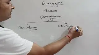 XI Excretion Ammoniotelic Ureotelic Uricotelic Urea Cycle
