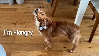 When Your Dog Is Hangry