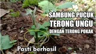 Sambung terong ungu dengan pokak serta hasilnya