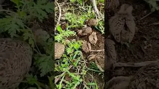 Common quail | quail #bird #birdlife #nature #bird4k