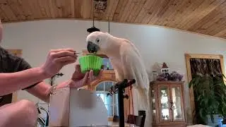 Who Is The Spoiled Bird ?