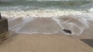 The Atlantic Ocean 🌊 at Kokrobite, Accra, Ghana, West Africa. #ocean #ghana