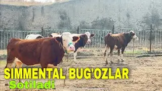 SIMMENTAL BUG&rsquo;OZ G&rsquo;UNOJINLAR VA ONA BOLA SIGIRLAR SOTILADI