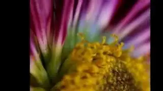Flowers Macro photography Canon 5D mark 11