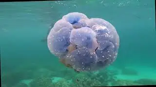 Unwind with Jellyfish Stretching: Easy Routine for Stress Relief and Flexibility