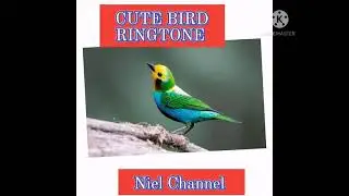 RINGTONE|CUTE BIRD RINGTONE.