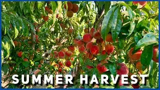 Summer Morning Garden Harvest - Fruit Trees