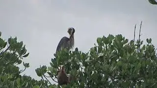 2026 Asian Waterbird Census Routine (Rutinitas Sensus Burung Air Asia 2026)