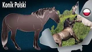 Konik Polski, dzikie konie pochodzące z północnych lasów, Rasy koni