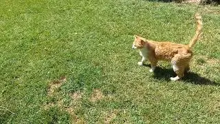 HOW CATS CHOOE PEOPLE