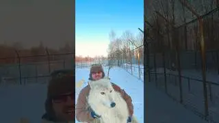 Полярная волчица МАРХА 🐻&zwj;❄️ #wolf