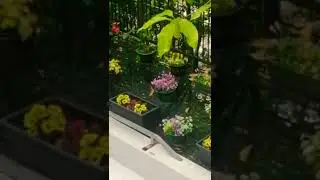 Beautiful Garden || #shorts #shortvideo #shortsvideo || @Alma Pacleta