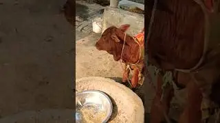 banku bhaiya #funnyvideo # shorts #viralvideo #trendingshorts #baby calf #animals