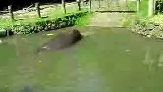 Hippo Feeding Time