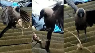 crow vs chameleon fight
