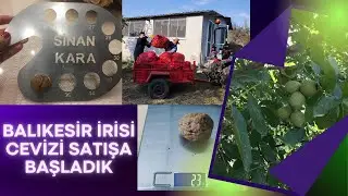 BALIKESİR İRİSİ CEVİZ SATIŞI BAŞLADI