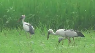 শামুক খোল পাখি যখন আমাদের গ্রামে বেড়াইতে আসে |When snail shell birds visit our village|Bd birds