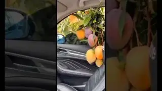😂😂😂jamaica mango season be like #jamaicans #jamaican #funny #shorts