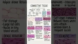 connective tissue #biolab #neetprep