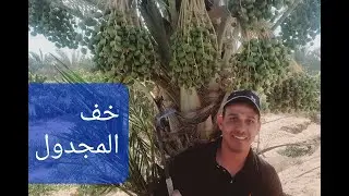 خف ثمار المجدول