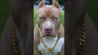 dog dangerous dog in world #shortsfeed #shorts #viralvideo #viralshorts #trendingshorts #viral #dog