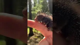 porcupette #porcupines #animals #fyp