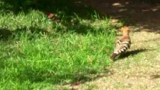 dochifat.AVI  (HOOPOE) The National Bird of Israel