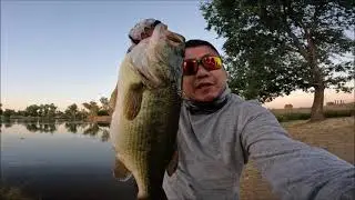 BIG BASS blowup on topwater frog at Mather Lake