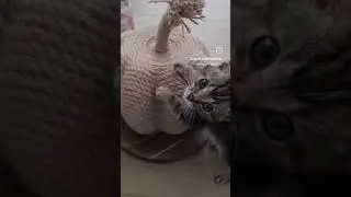 Конрад чувствует себя отлично и он такой милашка!